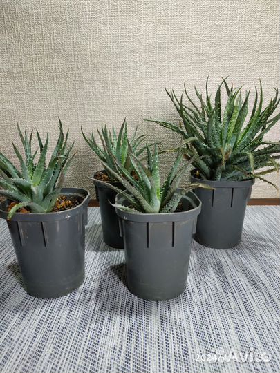 Суккуленты