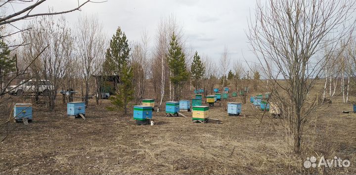 Пчелосемьи