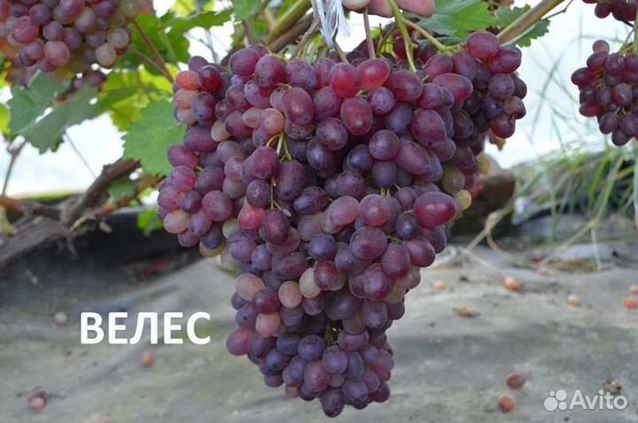 Саженцы сладкого винограда