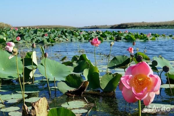 Автобусный тур Волгоград-Астрахань-Элиста 28 июля