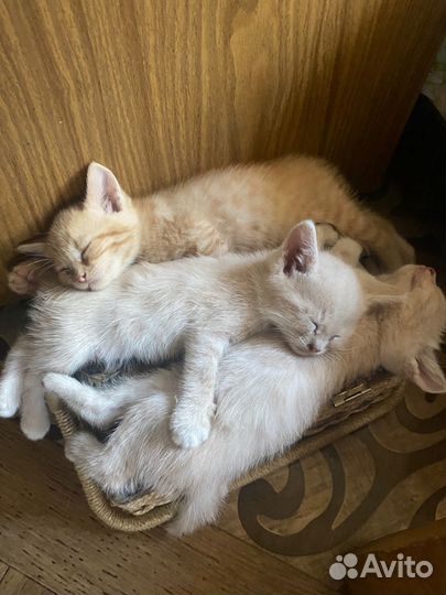 Котята в добрые руки