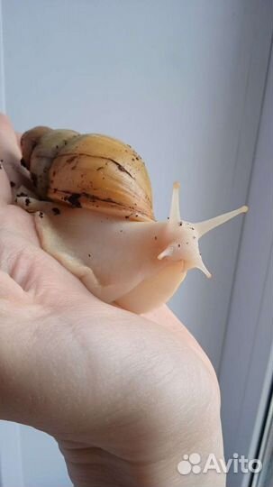 Улитки Ахатины