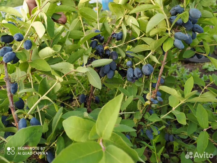 Саженцы канадской жимолости