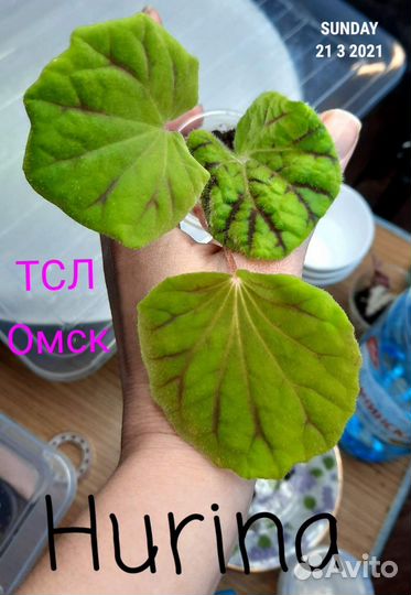 Бегонии