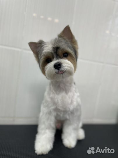 Грумер. Стрижка собак/кошек