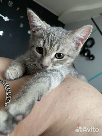 Кошка бесплатно