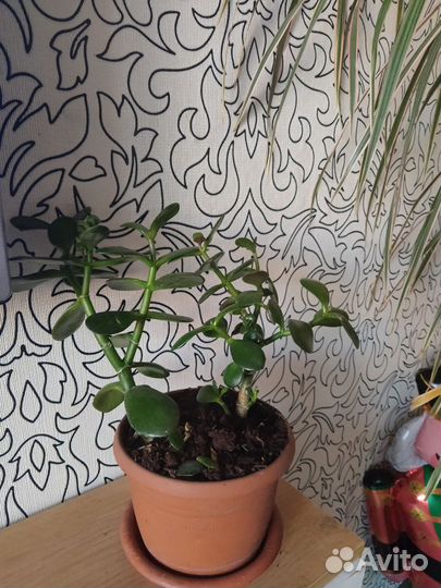 Денежное дерево