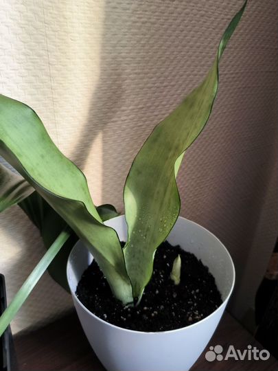 Цветы (за оба вместе)