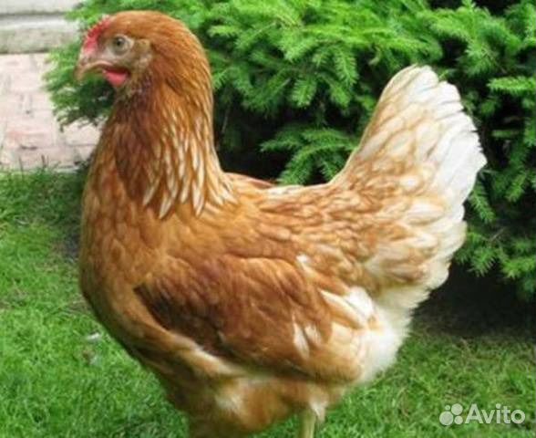 Инкубационное яйцо. Родонит