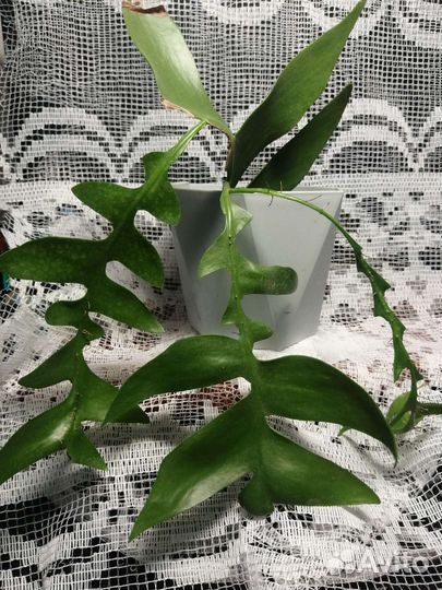 Эпифиллум марниера