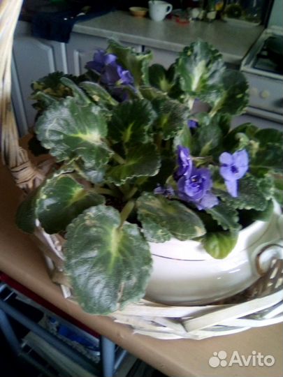 Фиалки большие