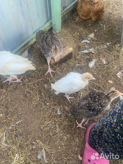 Индюки индюшата