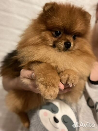 Померанский шпиц медвежьего типа взрослые