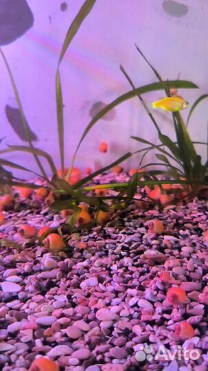 Улитки аквариумные