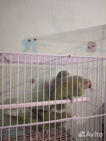 Попугай ожереловые