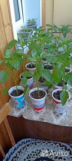 Рассада перцев, сорта в описании