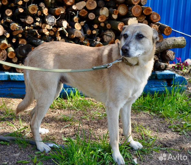 Собака в добрые руки