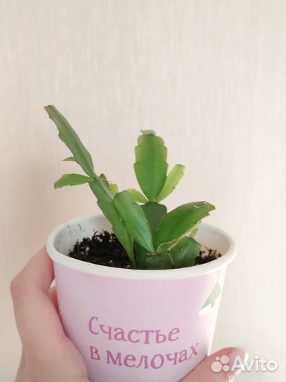 Декабрист розовый