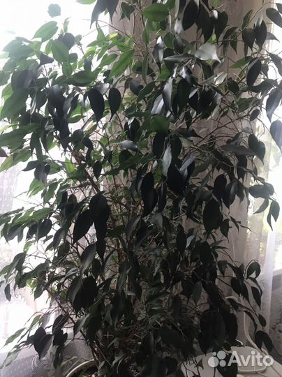 Фикус, Большие срезки 5 штук