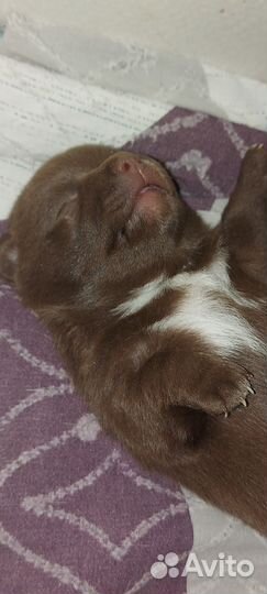 Щенки чихуахуа