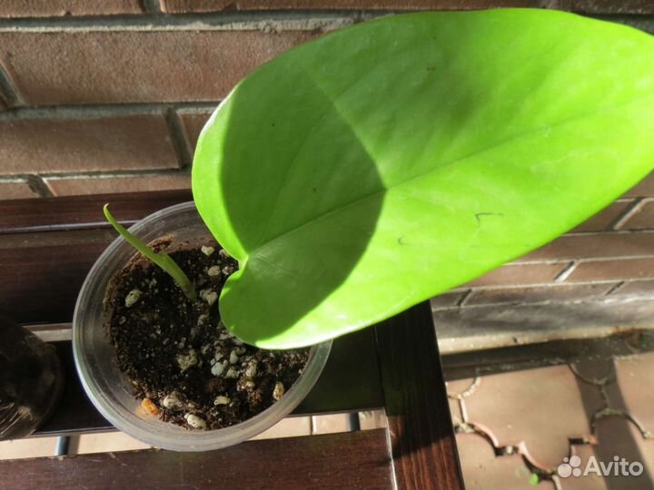 Сциндапсус эпипремнум