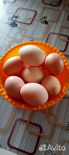 Домашние куриные яйца