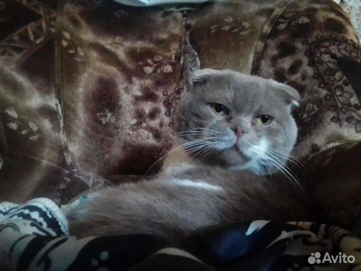 Шотландская кошка