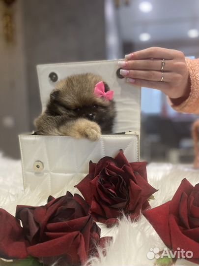 Мини малышка Очаровашка. Документы РКФ