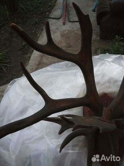 Продам рога