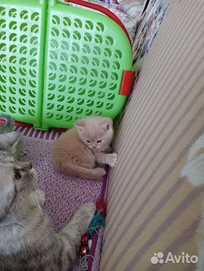 Британские котята