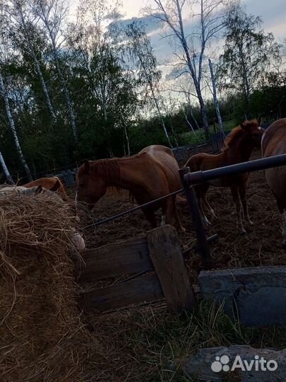 Лошадь кобыла обученная