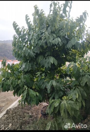 Азимина семена