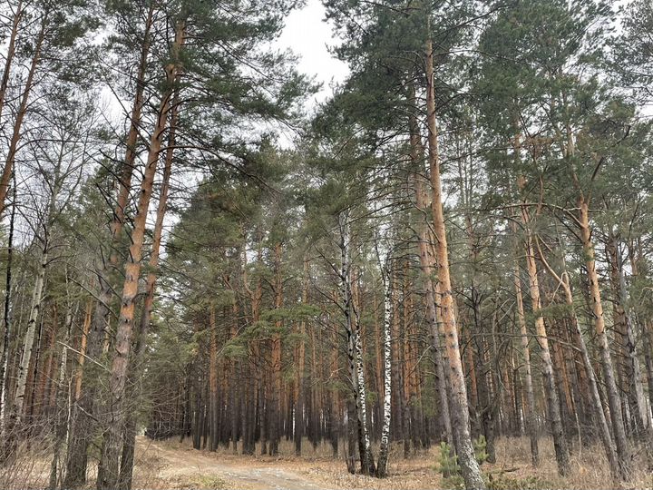 Участок 13 сот. (ИЖС)