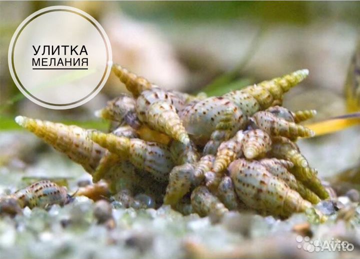 Аквариумные улитки Покемон, Мелания, Гранифера, Фи