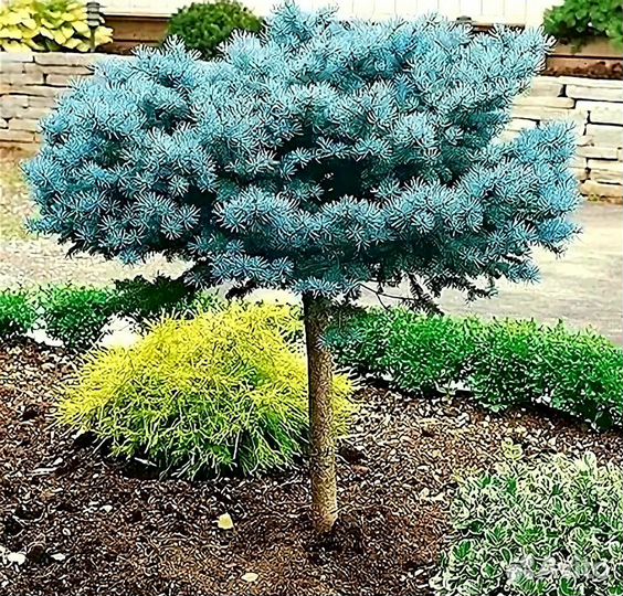 Голубая ель Монтгомери на штамбе-5500