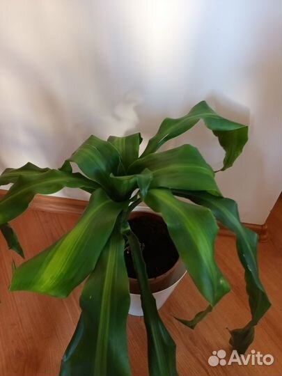 Драцена массанжеана