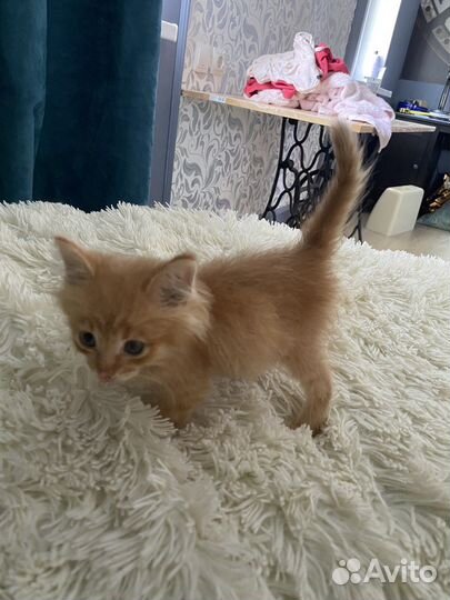 Котенок лисенок