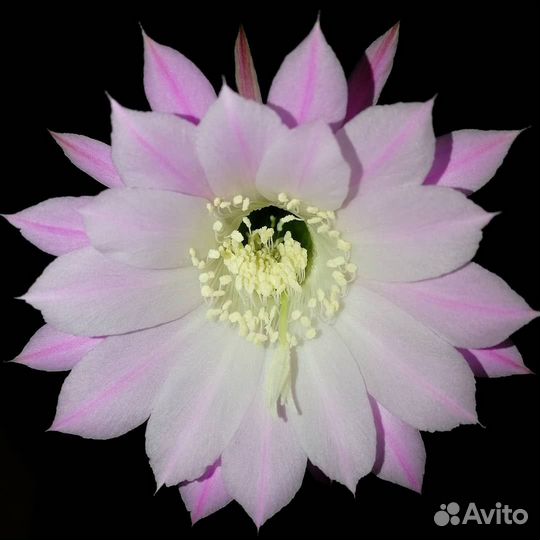 Суккуленты - детки кактуса Echinopsis oxigona