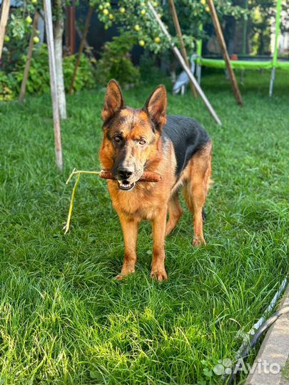 Вязка немецкая овчарка