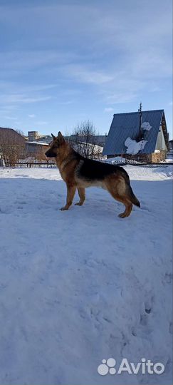 Вязка. Немецкая овчарка