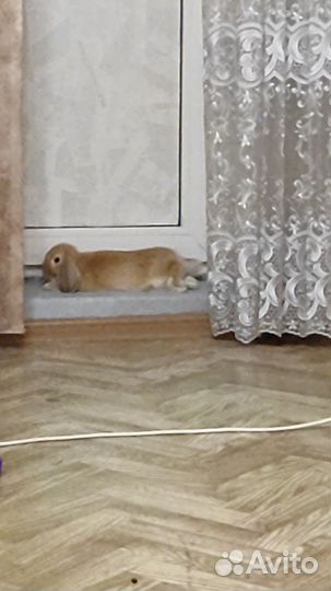 Кролик баран вислоухий