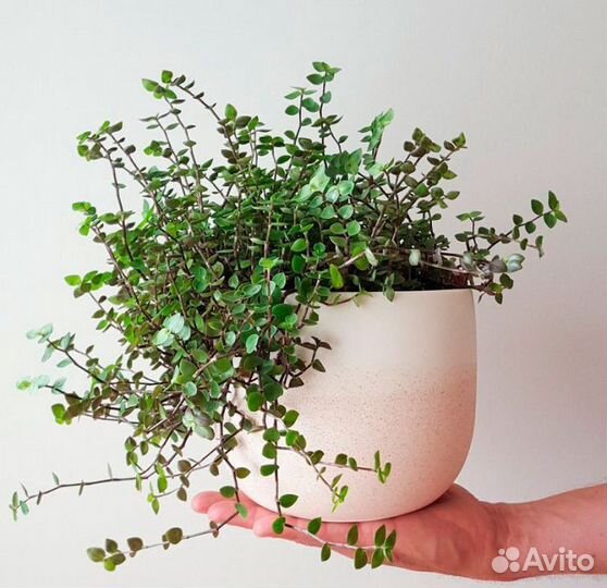 Каллизия ползучая