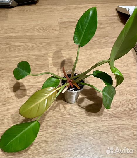 Филодендрон Prince of Orange