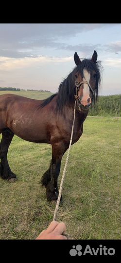 Жеребец производитель