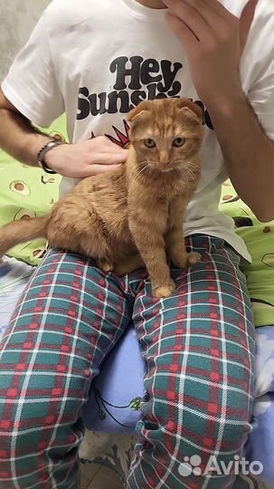 Котик рыжий вислоухий