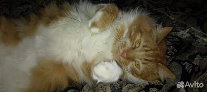 Молодой, ласковый котик Рыжик