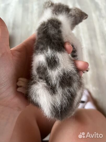 Донской сфинкс котята