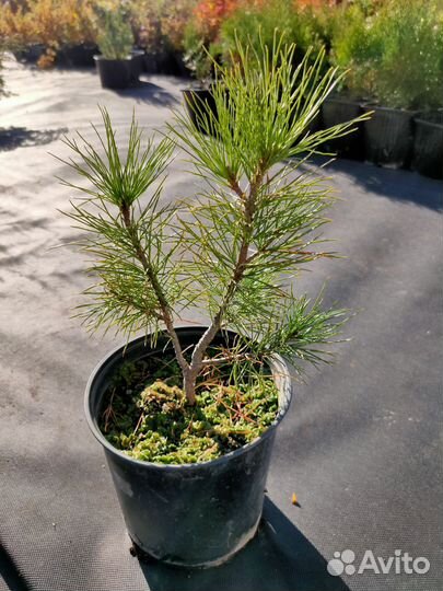 Саженцы Сибирского кедра