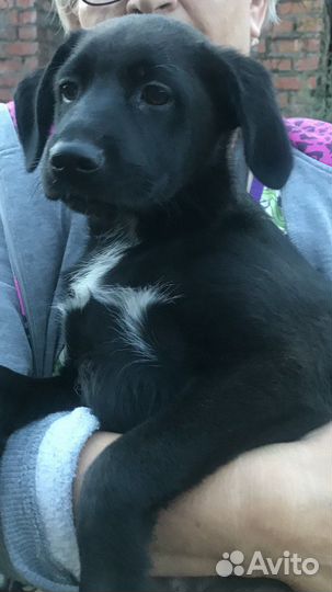 Щенок в добрые руки