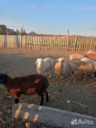Овцы бараны